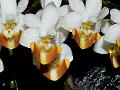 White-Orange Moth Orchid